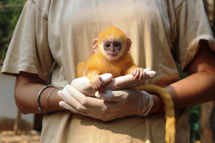 Wildlife Rescue and Rehabilitation at the Angkor Centre for Conservation of Biodiversity