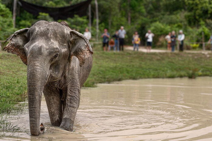 Kulen Elephant Forest, near Siem Reap